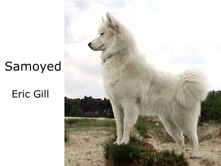 Samoyed Eric Gill. Temperment Gentle Dogs. Easy Going, Devoted, and Playful pets. Too friendly to be considered a Watchdog. Highly Intelligent, and training.