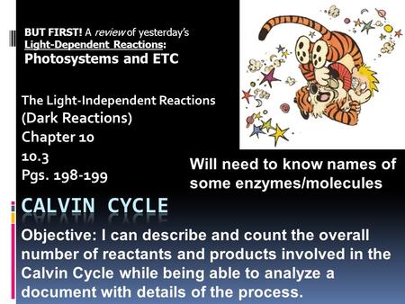 The Light-Independent Reactions (Dark Reactions) Chapter 10 10.3 Pgs. 198-199 BUT FIRST! A review of yesterday’s Light-Dependent Reactions: Photosystems.