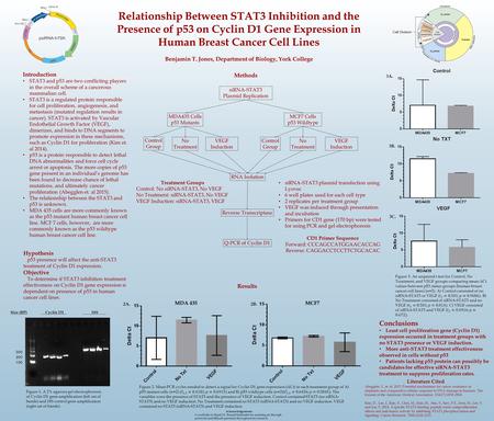 Relationship Between STAT3 Inhibition and the Presence of p53 on Cyclin D1 Gene Expression in Human Breast Cancer Cell Lines Introduction STAT3 and p53.