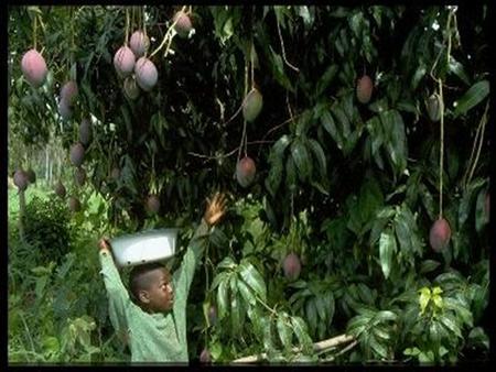 The People Dimension of Forest-Based Climate Change Mitigation and REDD Olivier Dubois Environment, Climate Change and Bioenergy.