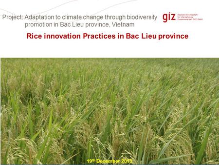 Page 1 Rice innovation Practices in Bac Lieu province 19 th December 2013 Project: Adaptation to climate change through biodiversity promotion in Bac Lieu.