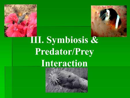 III. Symbiosis & Predator/Prey Interaction A. Symbiosis:A relationship where one species of organisms lives near, in, or on another organism. 1. Mutualism: