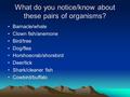 What do you notice/know about these pairs of organisms? Barnacle/whale Clown fish/anemone Bird/tree Dog/flea Horshoecrab/shorebird Deer/tick Shark/cleaner.