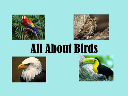 All About Birds. There are about 10,000 different kinds of birds and they come in every color you can imagine. Birds are warm-blooded which means their.