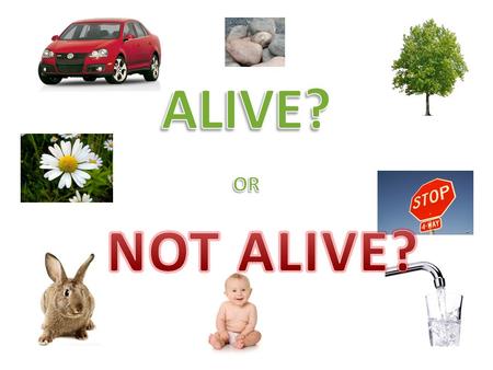 What makes something ALIVE? Reproduces=makes a copy of itself. Grows Need Water Use gases— many animals breath.