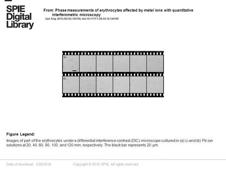 Date of download: 5/28/2016 Copyright © 2016 SPIE. All rights reserved. Images of part of the erythrocytes under a differential interference contrast (DIC)