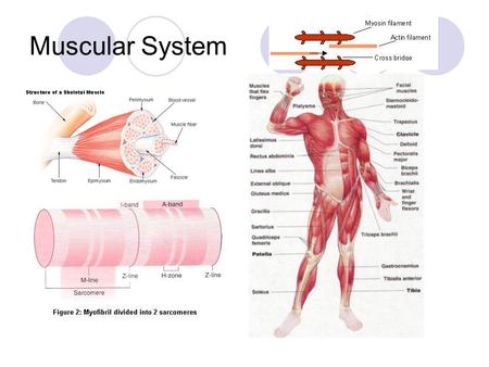 Muscular System. How Muscles Move-  Muscle knows no direction, it just shortens.  So when a muscle contracts one end of the joint moves toward the other.