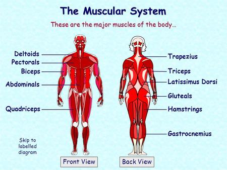 The Muscular System These are the major muscles of the body… Deltoids