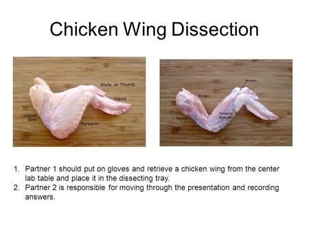 Chicken Wing Dissection