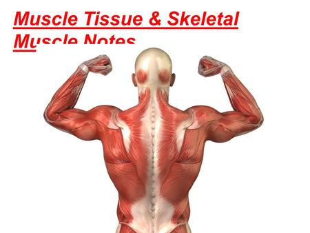 Muscle Tissue & Skeletal Muscle Notes. 3 Types of Muscle Tissue Skeletal muscle- striated and voluntary (it is subject to conscious control)