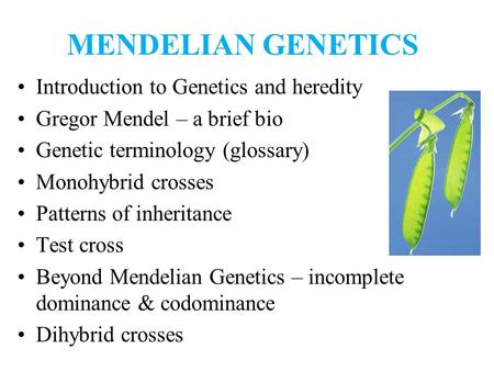 MENDELIAN GENETICS Introduction to Genetics and heredity Gregor Mendel – a brief bio Genetic terminology (glossary) Monohybrid crosses Patterns of inheritance.