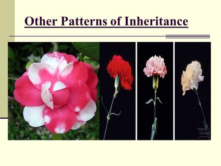 Other Patterns of Inheritance. Exceptions to Mendel’s Rules There are exceptions to every rule, and exceptions to the exceptions. Question: What happens.