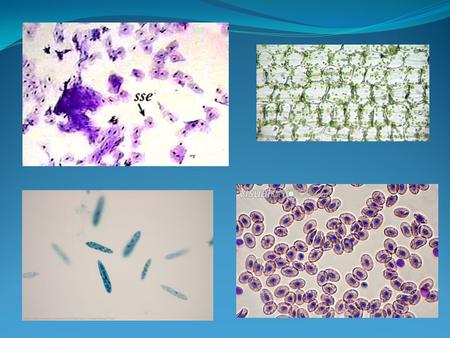 Cell Growth Why are cells so small? DNA “Overload” Exchanging Materials.