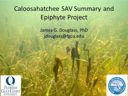 Caloosahatchee SAV Summary and Epiphyte Project James G. Douglass, PhD