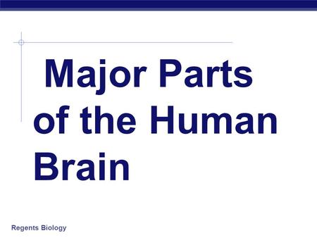 Regents Biology Major Parts of the Human Brain. Regents Biology Major Parts of the Human Brain 1. Cerebrum- (4 lobes) Frontal lobe Parietal lobe Occipital.