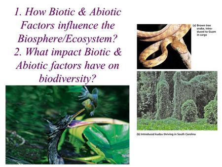 1. How Biotic & Abiotic Factors influence the Biosphere/Ecosystem? 2. What impact Biotic & Abiotic factors have on biodiversity?