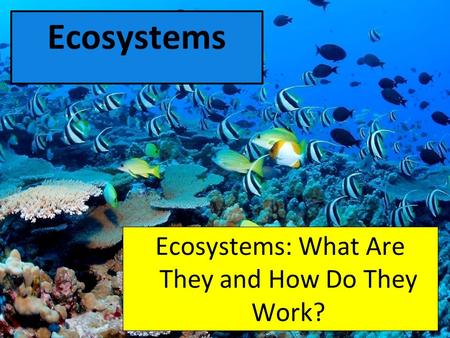 Ecosystems Ecosystems: What Are They and How Do They Work?