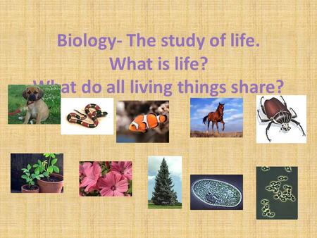 Biology- The study of life. What is life? What do all living things share?