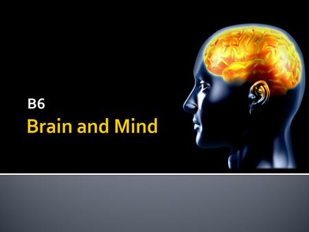 B6. Brain & Mind The Big Picture! 5. Learning & the Brain 6. Memory 7. Complex Behaviour LO: To understand how memory works(in the brain!) 1. Stimulus.