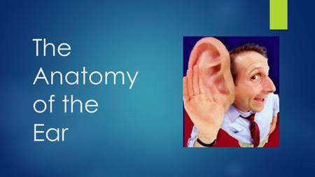 The Anatomy of the Ear. The Outer Ear The outer ear consist of the auricle, auditory canal, and the eardrum’s outer layer. Auricle – the external cartilage.