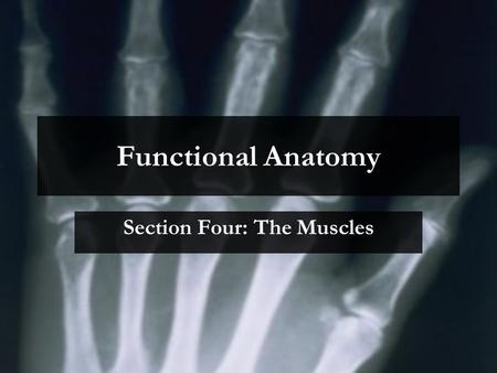 Functional Anatomy Section Four: The Muscles. 4.2 Identifying Muscles Trapezius Deltoid Biceps Triceps Pectoralis Major Latissimus Dorsi Rectus Abdominus.