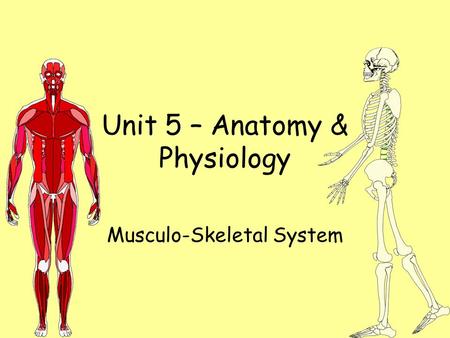 Unit 5 – Anatomy & Physiology Musculo-Skeletal System.