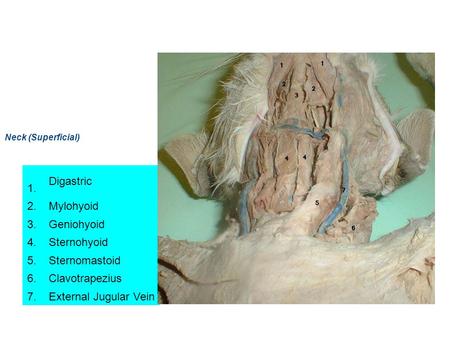 Neck Muscles 1. Digastric 2. Mylohyoid 3. Geniohyoid 4. Sternohyoid 5.