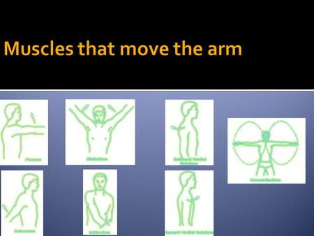 1. Deltoid 2. Pectoralis major 3. Lattisimus dorsi 4. Teres Major 5. Supraspinatus 6. Infraspinatus 7. Teres minor 8. subscapularis ALL have insertions.