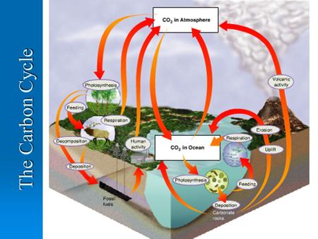 The Carbon Cycle. Objectives  To describe the main steps within the carbon cycle  To identify the main forms carbon is in at each step  To identify.