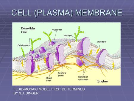 CELL (PLASMA) MEMBRANE FLUID-MOSAIC MODEL FIRST DETERMINED BY S.J. SINGER.