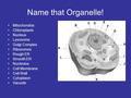 Name that Organelle! Mitochondria Chloroplasts Nucleus Lysosome Golgi Complex Ribosomes Rough ER Smooth ER Nucleolus Cell Membrane Cell Wall Cytoplasm.