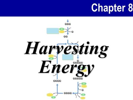 Chapter 8 Harvesting Energy. Chapter 8 2 Overview of Glucose Breakdown The overall equation for the complete breakdown of glucose is: C 6 H 12 O 6 + 6O.