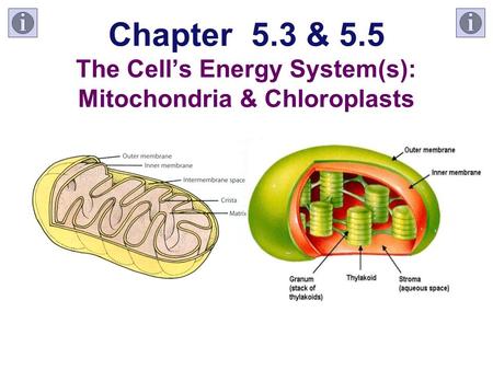 Chapter 5.3 & 5.5 The Cell’s Energy System(s): Mitochondria & Chloroplasts.