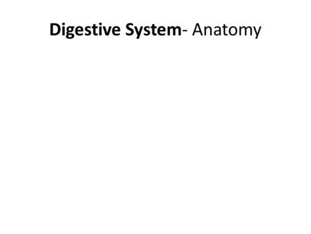 Digestive System- Anatomy