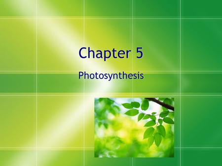 Chapter 5 Photosynthesis Photosynthesis. Thinking Question #1  Why are we talking about photosynthesis?  Why is it important that you understand this.