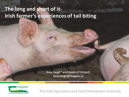 The long and short of it- Irish farmer’s experiences of tail biting Amy Haigh* and Keelin O’Driscoll