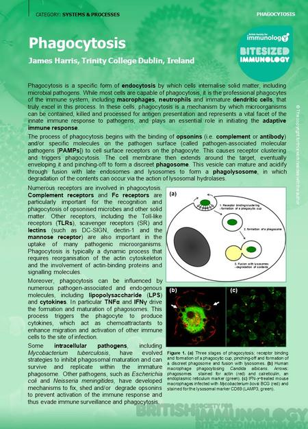 CATEGORY: SYSTEMS & PROCESSES Phagocytosis James Harris, Trinity College Dublin, Ireland Phagocytosis is a specific form of endocytosis by which cells.