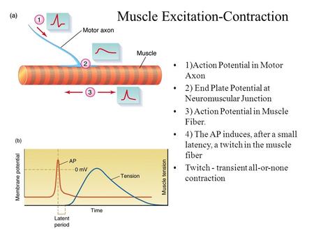 1)Action Potential in Motor Axon 2) End Plate Potential at Neuromuscular Junction 3) Action Potential in Muscle Fiber. 4) The AP induces, after a small.