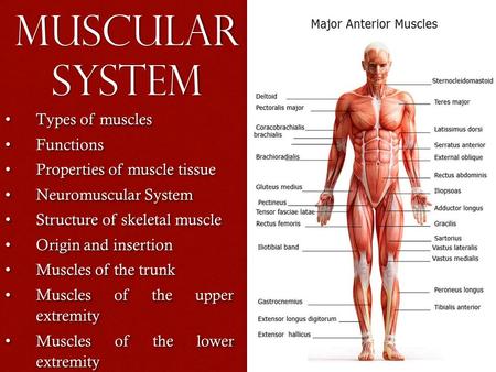 Muscular System Types of muscles Types of muscles Functions Functions Properties of muscle tissue Properties of muscle tissue Neuromuscular System Neuromuscular.