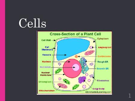 Cells 1. Cells – the basic unit of Life! 2 I. Basic History: Every living thing- from the tiniest bacterium to the largest whale- is made of one or more.