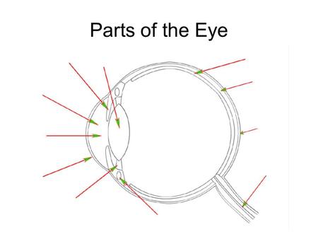 Parts of the Eye. Cornea: protects the inner eye whilst letting light in Aqueous Humour: clear and colorless liquid that supports the shape of the cornea.