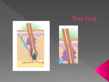 1 Medulla 2 Cortex 3 Cuticle 4 Epidermis 5 Sebaceous gland 6 Connective tissue sheath 7 Nerve endings 8 Outer root sheath 9 Inner root sheath 10 Matrix.