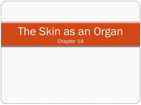 The Skin as an Organ Chapter 14. The Bodies Tough Covering The skin performs several major functions in the body.