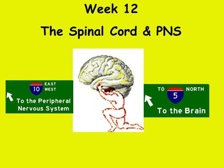 Week 12 The Spinal Cord & PNS What’s ahead Identify structures of the spinal cord Identify peripheral nerves Identify components of the reflex arc.