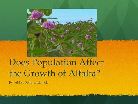 Does Population Affect the Growth of Alfalfa? By: Abby, Bella, and Nick.