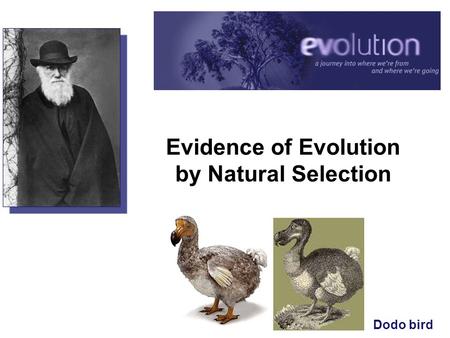 Evidence of Evolution by Natural Selection Dodo bird.