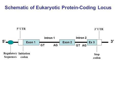 Schematic of Eukaryotic Protein-Coding Locus