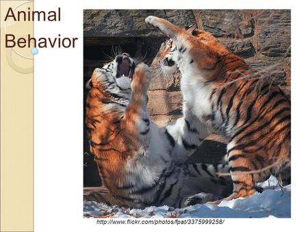 Animal Behavior