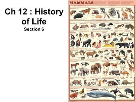 Ch 12 : History of Life Section 6. 12. Primates Mammals with flexible hands and feet Highest developed cerebrum Forward facing eyes – Binocular Vision.