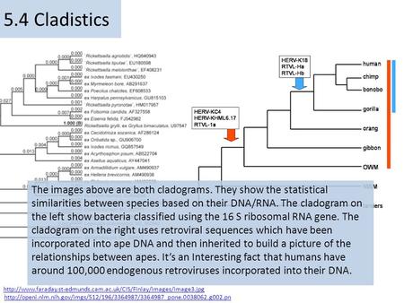 5.4 Cladistics The images above are both cladograms. They show the statistical similarities between species based on their DNA/RNA. The cladogram on the.